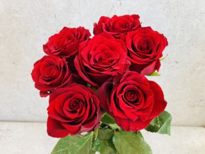 Obrázek 7 rudých růži převázaných lýkem