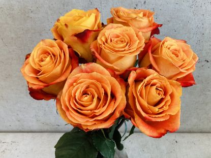 Obrázek 7 růží Silantoi převázaných lýkem